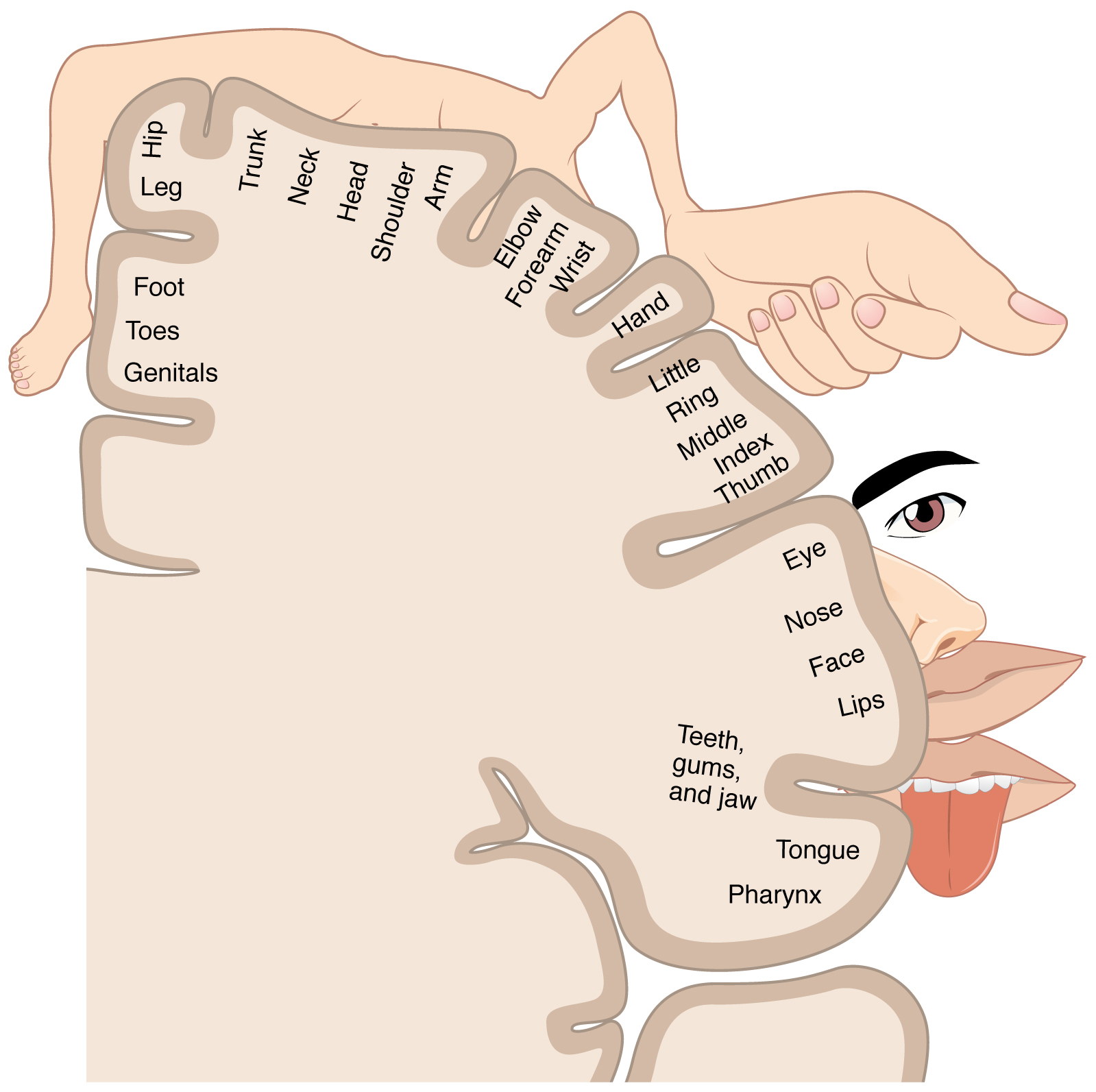 Our body map is presented in the main somatosensory cortex of the brain, and the nervous system will recognize our body parts based on it. Once the nerve impulses that innervate these areas are not properly processed, certain parts of the body will disappear from the somatotopic map of the brain.