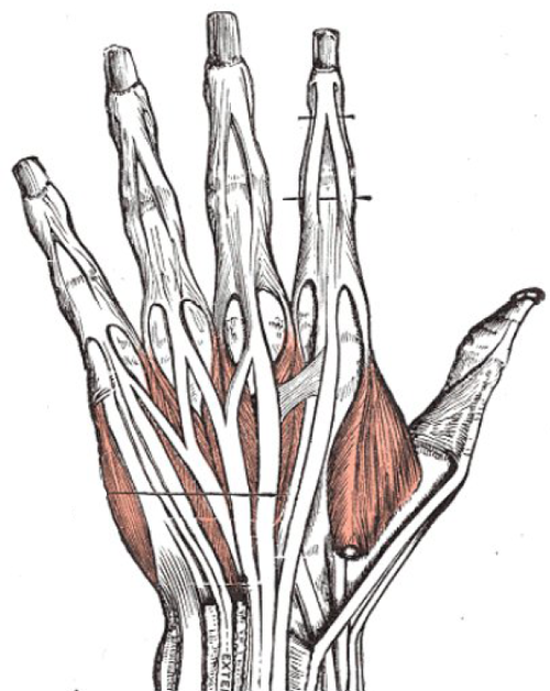 Innervation of the hand