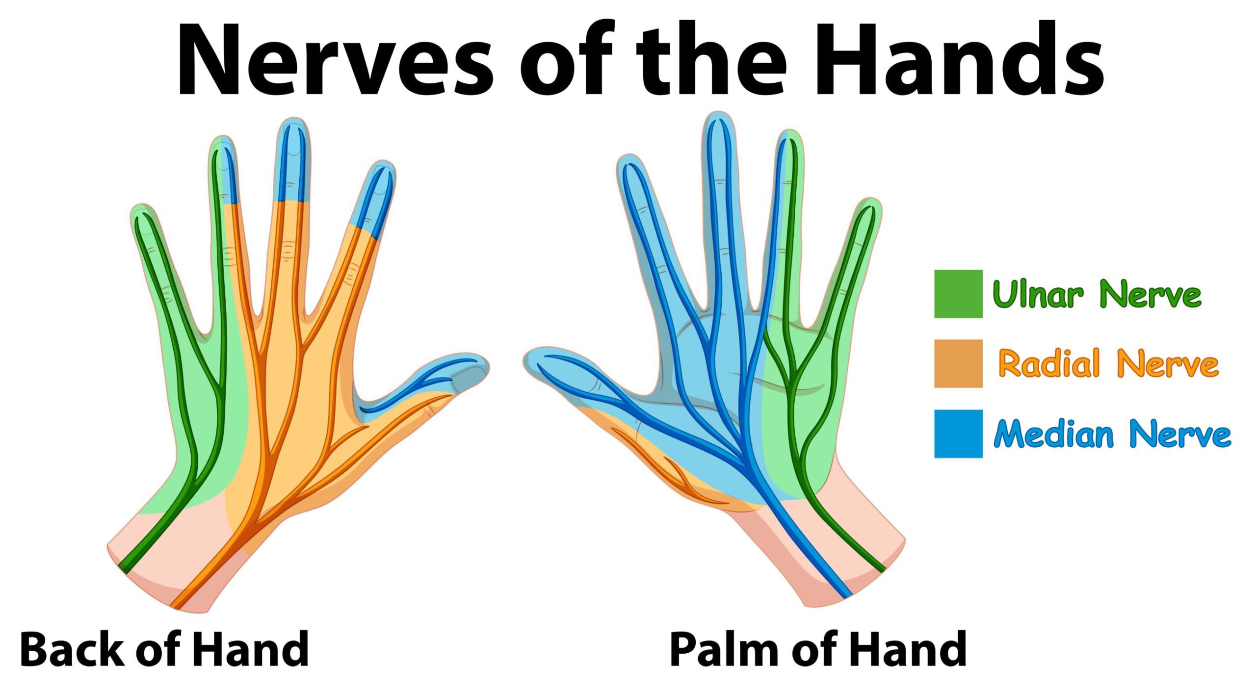 Nerve of the hands